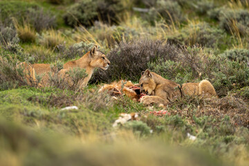 Two pumas lie with kill in bushes