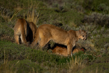 Two pumas stand by kill in sunshine