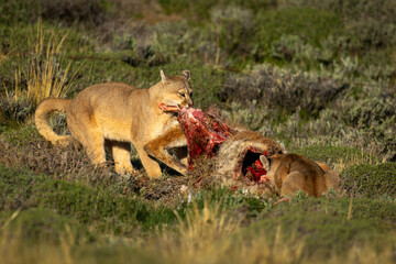 Two pumas rip apart guanaco in sunshine