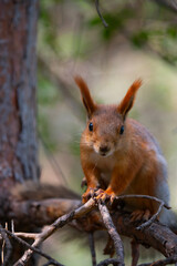 squirrel on a tree