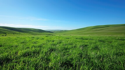 Fototapeta premium Lush green meadow under clear blue sky