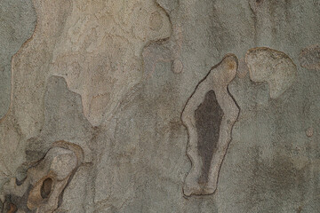 Deep cracks in the outer surface of the bark of the Platanus orientalis tree close-up. Artistic...
