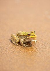 The frog sits on the sand on the shore of the lake. Beautiful wildlife landscape with place for text. The concept of protecting wildlife and ecology.