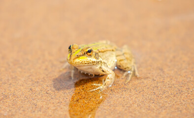 The frog sits on the sand on the shore of the lake. Beautiful wildlife landscape with place for text. The concept of protecting wildlife and ecology.