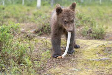 Fototapeta premium Small brown bear cub stands in a lush forest clearing and chewing on a white rib bone