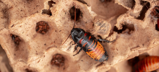 Madagascar Hissing Cockroach close-up. Exotic pet, tropical insect.