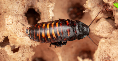 Madagascar Hissing Cockroach close-up. Exotic pet, tropical insect.
