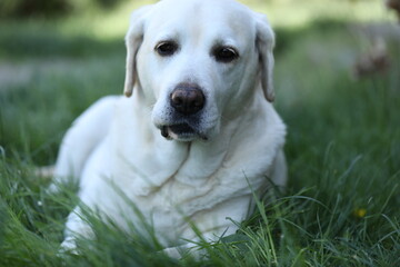 Cute white labrador on grass in summer garden