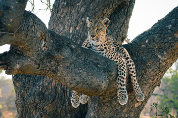 Leopard in Tree