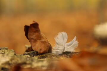 Feather and leaf