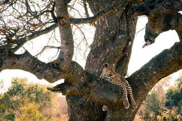 Leopard chilling in Tree