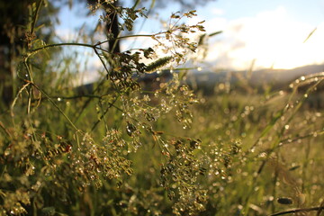 dew on the grass