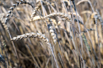 Fototapeta premium Ripe grain ready for harvest. 