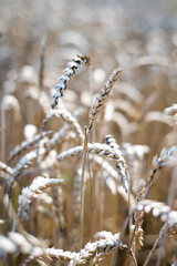 Ripe ears of grain ready for harvest
