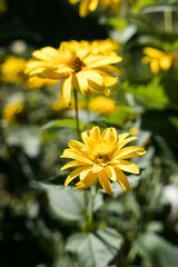 Yellow flowers in summer sun, gardening.
