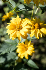 Yellow flowers in summer sun, gardening.

