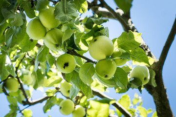 The first seasonal pulpwood apples.
