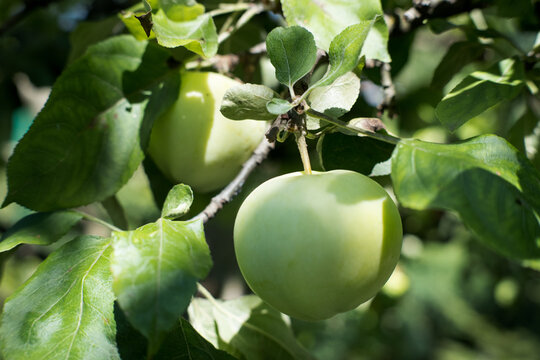 The first seasonal pulpwood apples.
