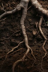 Underground image of tree roots growing in the soil, with empty copy space Generative Ai
