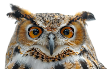 A large owl with striking yellow eyes stares directly at the camera