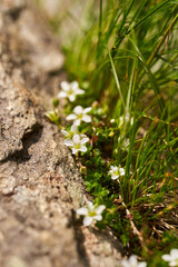 Little white mountain flowers