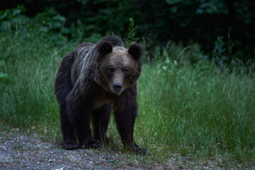 Large brown bear at roadside