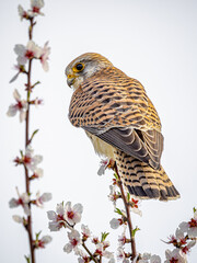 Turmfalke auf Beobachtung