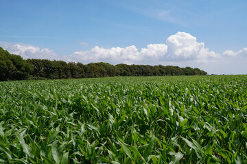 Lush green cornfield in the countryside. Agricultural landscape overlooking farmland growing maize crop in summer 