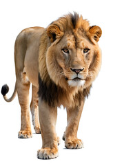 Obraz premium A majestic lion with a thick mane stands alert, gazing directly at the viewer, isolated on a white background. Perfect for wildlife articles, conservation campaigns, or designs symbolizing strength an
