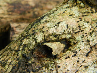 Tree Bark. Scratchy Pattern. Abstract Grainy Background.