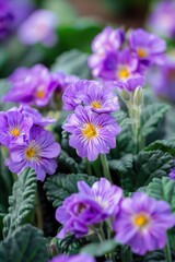 Obraz premium A bunch of purple flowers with yellow centers. The flowers are in a pot and are surrounded by green leaves. Concept of freshness and natural beauty
