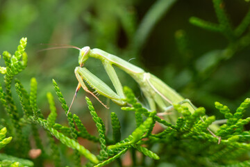 praying mantis on a fir tree. praying mantis on a green background. Close-up of a praying mantis