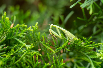 praying mantis on a fir tree. praying mantis on a green background. Close-up of a praying mantis
