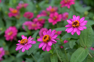 Obraz premium 和名ではヒャクニチソウと呼ばれるジニア