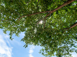 夏の青空と新緑の樹木