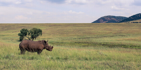 Rhino Standing in Field