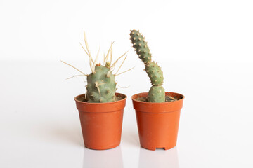 Tephrocactus Paper spine and Tephrocactus Spruce cone cactus isolated on white background