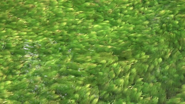 バイカモ・せせらぎ・牛渡川（山形県・遊佐町）