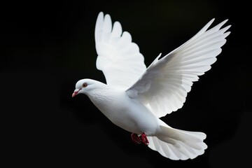 Obraz premium White dove flying on black background symbolizing freedom and peace.