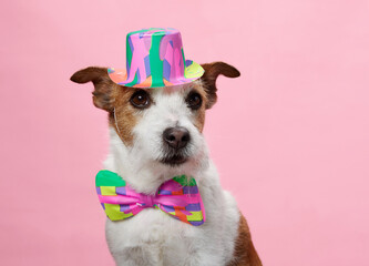  A Jack Russell Terrier dons a vibrant party attire, gazing forward. Dog with a candy-striped hat...