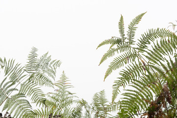 Abstract natural arty green autumn bracken fern against a clean white misty sky background