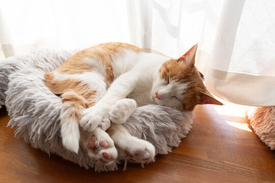 窓辺でくつろぐ猫　茶トラ白