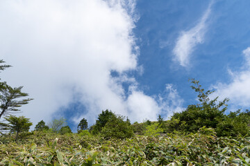 青空が広がる夏の高原