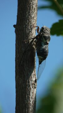A cicada sits on a tree at summer, closeup shot. Singing loudly to call the female. Intense buzzing of cicadas. Cicada Lyristes plebejus. Vertical video