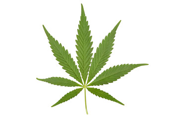A single, vibrant green cannabis leaf with seven serrated leaflets on a white background. Ideal for educational materials, articles about cannabis legalization, or designs related to the cannabis indu