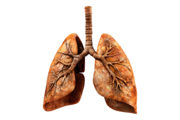 Human lungs isolated on transparent background