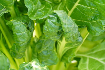 Close up of big green leaves details on a sunny day. Summer 2024. Tallinn, Estonia