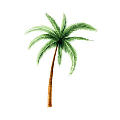 Green palm tree. Coconut tree clipart. Watercolor hand drawn floral jungle illustration isolated on background. For designers, postcards, greetings, birthday, calendar, wallpapers, wrapping paper © Natalia