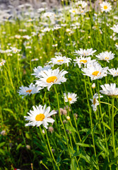 white daisies in the meadow