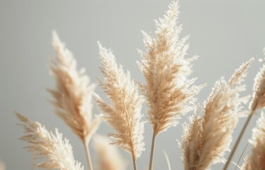 Fototapeta premium A Close Up View of Fluffy Pampas Grass Against a Soft Gray Background